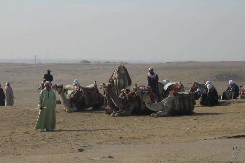 IMG_4233.JPG - Des Bédouins avec leurs chameaux