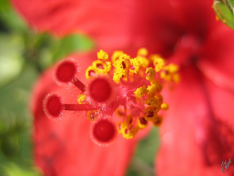 IMG_4633.JPG - Une fleur sur les rivages du Nil.