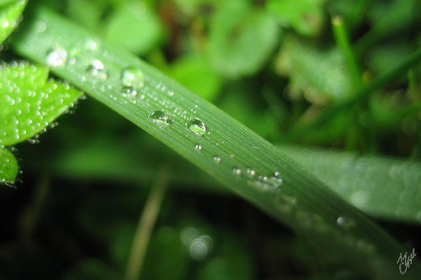 IMG_0806.JPG - Une brindille d'herbe.