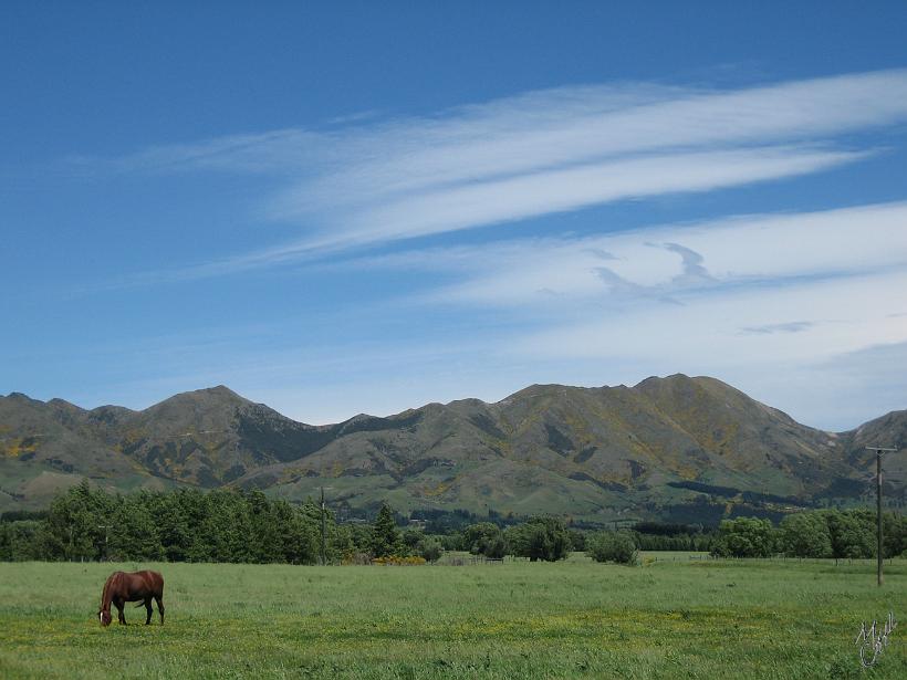 Kaikoura_Springs_20051120_0219.JPG - Entre Westport et Kaikoura