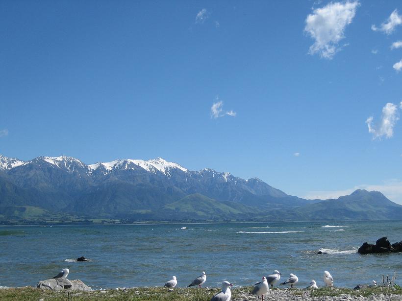 Kaikoura_Springs_20051120_0264.JPG