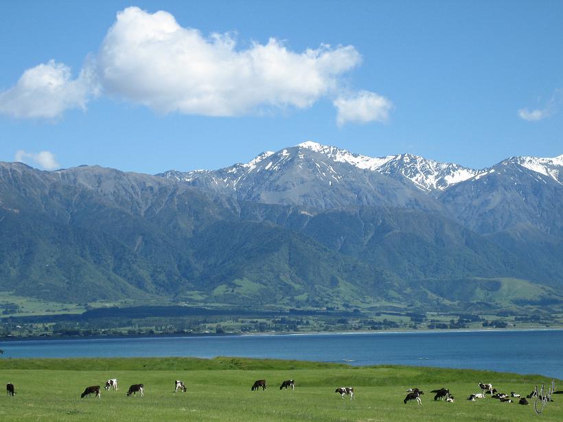 Kaikoura_Springs_20051120_0270.JPG - Kaikoura est particulièrement réputée pour l'observation des baleines et dauphins...et des vaches ?!