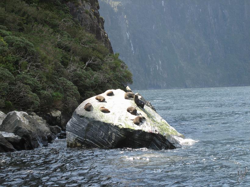 Milford_Sound_IMG_1960.JPG - Des otaries à fourrure aussi appelées ours de mer.