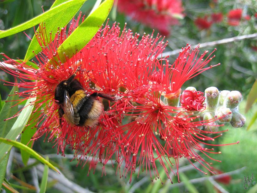 Nature_Fleurs_20051120_0284.JPG - Fleur de Pōhutukawa