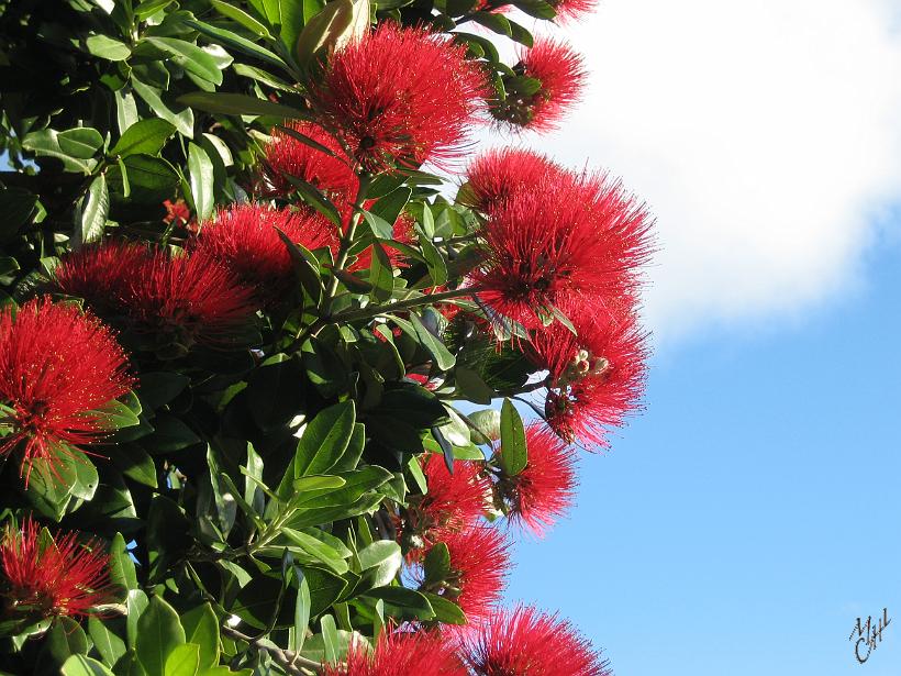 Nature_Fleurs_20051124_0483.JPG - Des fleurs de Pōhutukawa