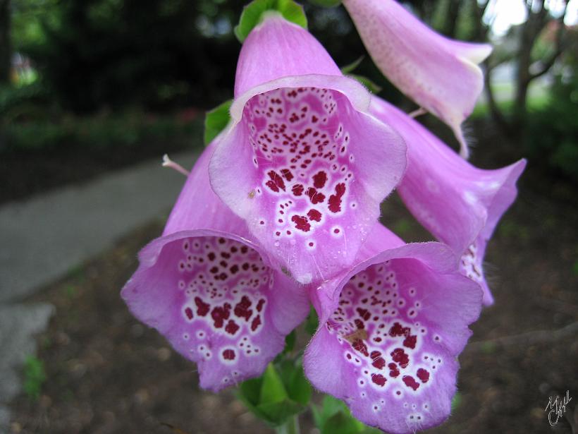 Nature_Fleurs_IMG_1130.JPG - Fleurs dans un parc à Taupo (île du nord)