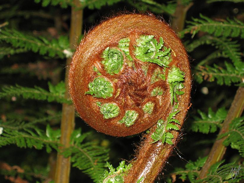 Nature_Fleurs_IMG_1299.JPG - Une crosse de fougère. C'est le stade avant que la feuille ne se déploie entièrement en fronde (feuille/branche)