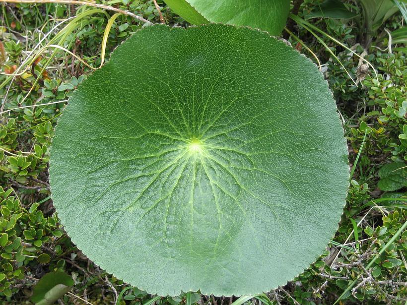 Nature_Fleurs_IMG_2079.JPG - Fleur à Te Anau (île du sud)