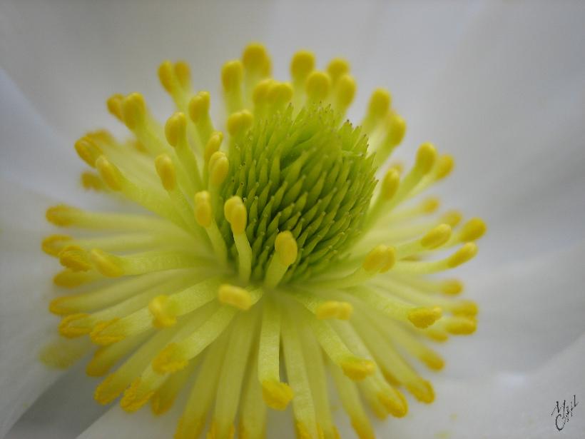 Nature_Fleurs_IMG_2089.JPG - Fleur à Te Anau (île du sud)