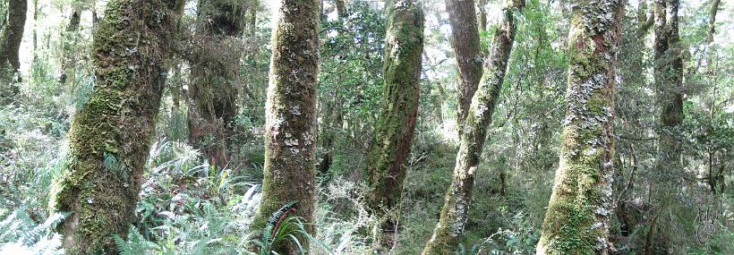 Pano_RainForest02.jpg - Forêt vierge dans les Fjordlands - sud-ouest de l'île du sud