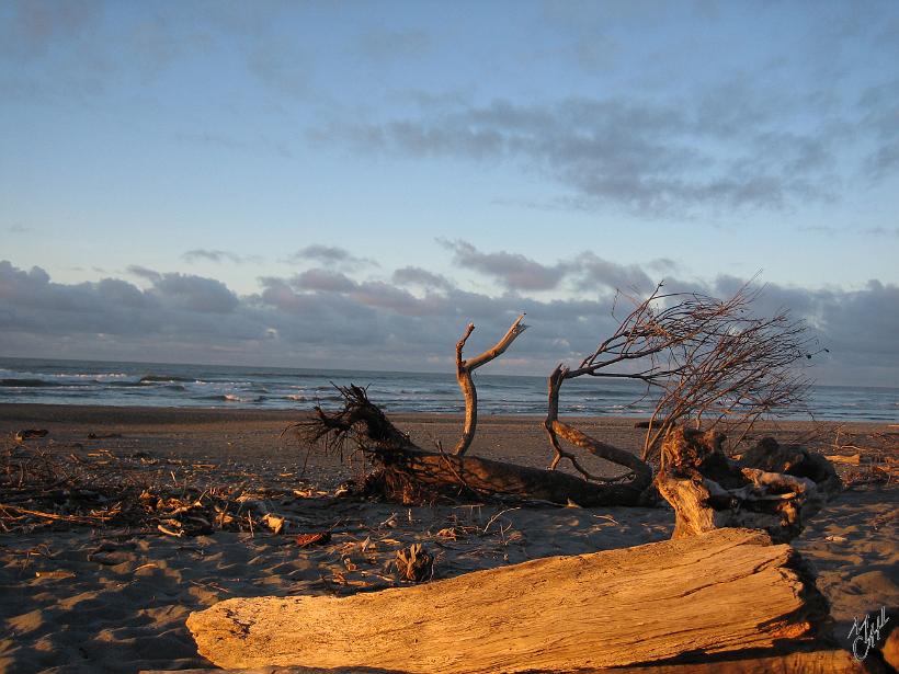 Queenstown_WestCoast_IMG_2613.JPG - la plage de Hokitika