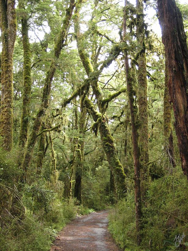 TeAnau_Milford_IMG_2227.JPG - Les forêts dans les Fjordlands près de Manapouri (sud ouest de l'île du sud)