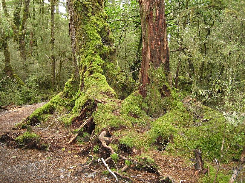 TeAnau_Milford_IMG_2264.JPG - Les forêts traversées lors du Milford Track, une superbe randonnée de quelques heures à travers les terres humides des Fjordlands.