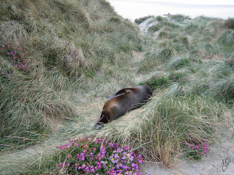 volWellington_jusque_ici_Dunedin_IMG_1784.JPG - Un Lion des mers - phocarctos bookeri (Whakahoa en Maori).