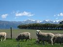 Kaikoura_Springs_20051120_0280