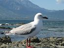 Kaikoura_Springs_20051121_0296