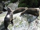 Milford_Sound_IMG_1968