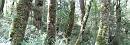 Pano_RainForest02